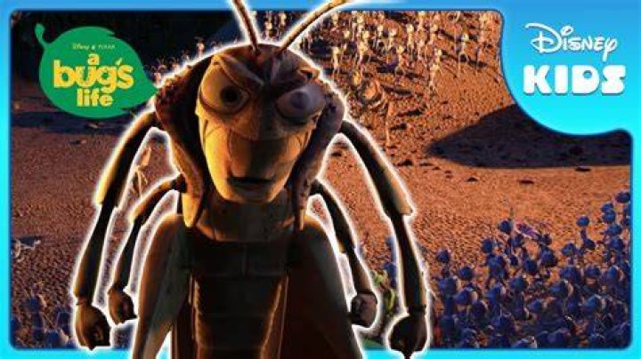 Do grasshoppers protect ants? – Celebrity