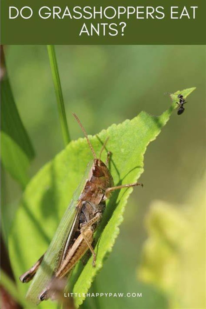 Do grasshoppers protect ants?