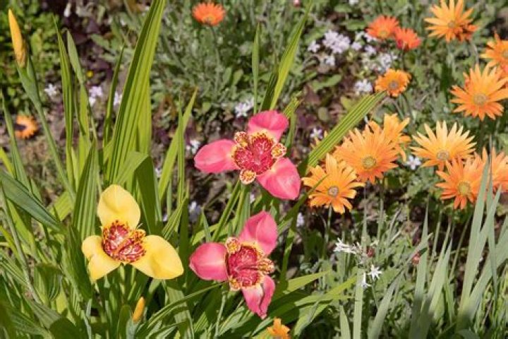 Tiger Flowers