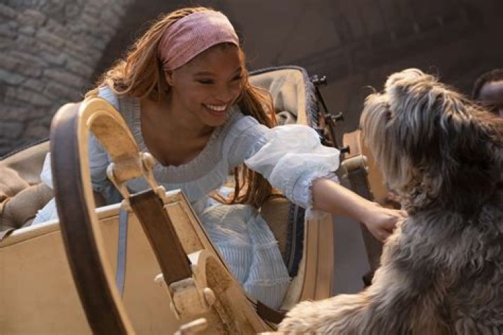 What kind of dog is Captain Tully in chicken squad? – Celebrity
