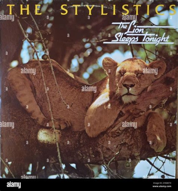 Who sang The Lion Sleeps Tonight in the 80s? – Celebrity